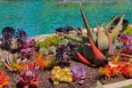 Life under a San Diego Palm Tree…not so bad