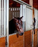 Not just beaches, San Diego horse property is ELITE