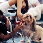 Dog Grooming